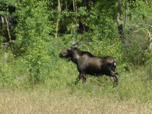 We saw a moose!